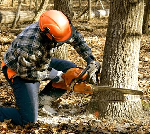 Tree Removal in New Berlinville, PA